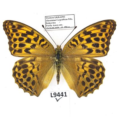 Nymphalidae, Argynnis paphia, female, A1-, Ukraine