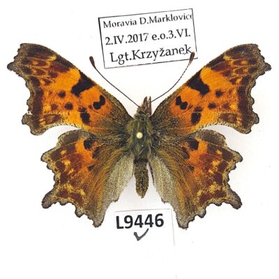 Nymphalidae, Polygonia c-album, A1, Czech Republic, FORM