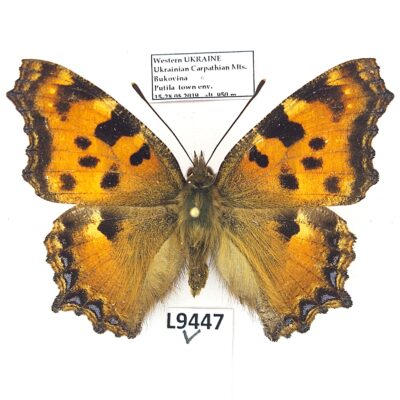 Nymphalidae, Nymphalis polychloros, A1, ex pupa, Ukraine