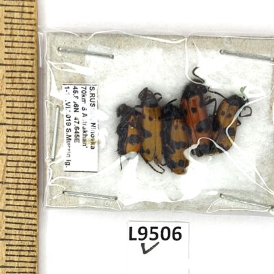 Meloidae sp., 5 ex., A1, Russia, L9506