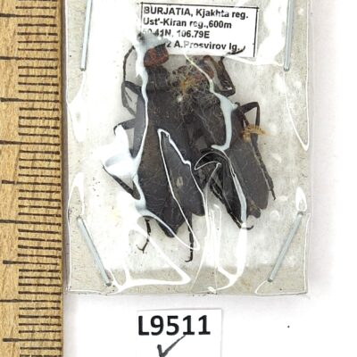 Meloidae sp., 2 ex., A1, Russia, Burjatia, L9511