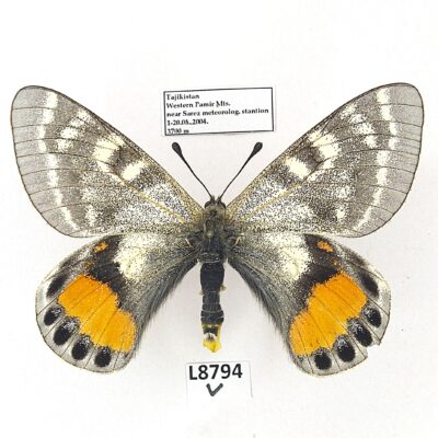 Parnassius autocrator, female, A2-, Tajikistan