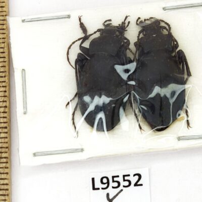 Carabidae, Carabus koenigi, pair, A1, Russia