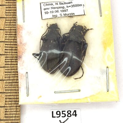 Carabidae, Carabus latro latro, pair, A1, China