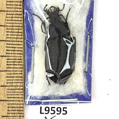 Carabidae, Carabus granulatus telluris, female, A1, Russia