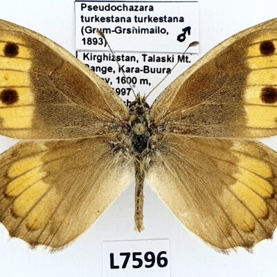 Nymphalidae, Satyrinae, Pseudochazara turkestana, male, A1-/A2-, Kyrgyzstan