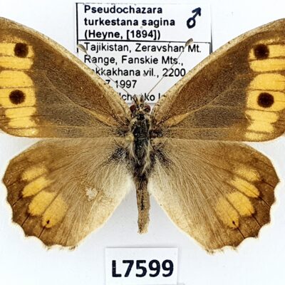 Nymphalidae, Satyrinae, Pseudochazara turkestana sagina, male, A1-, Tajikistan