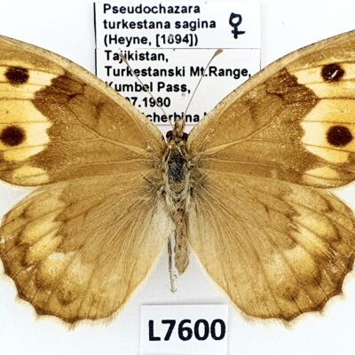 Nymphalidae, Satyrinae, Pseudochazara turkestana sagina, female, A1-, Tajikistan