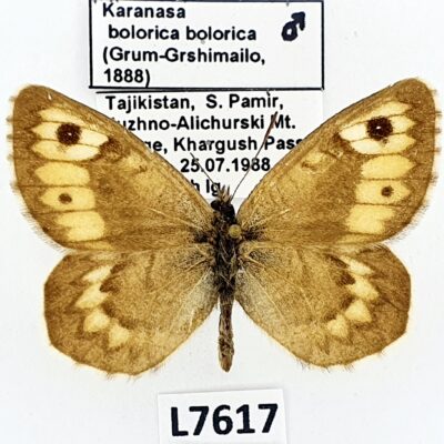 Nymphalidae, Satyrinae, Karanasa bolorica bolorica, male, A1-/A2-, Tajikistan