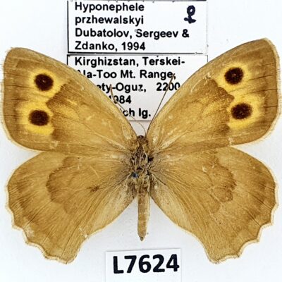 Nymphalidae, Satyrinae, Hyponephele przhewalskyi, female, A1-, Kyrgyzstan