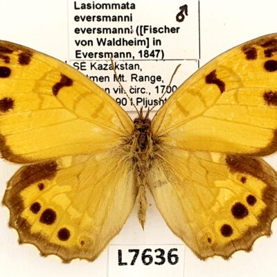 Nymphalidae, Satyrinae, Lasiommata eversmanni eversmanni, male, A1-, Kazakhstan