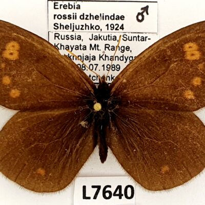 Nymphalidae, Satyrinae, Erebia rossii dzhelindae, male, A2-, Russia, Jakutia