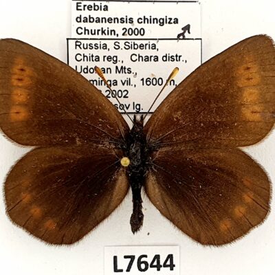 Nymphalidae, Satyrinae, Erebia dabanensis chingiza, male, A1/A1-, Russia