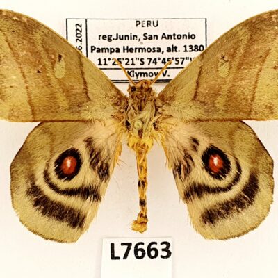 Saturniidae, Hyperchiria interacuta, male, A2, Peru