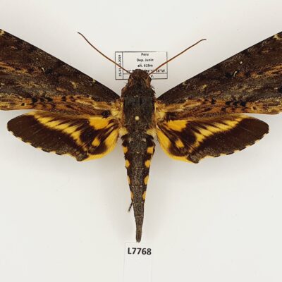 Sphingidae, Neococytius cluentius, female, A1, Peru