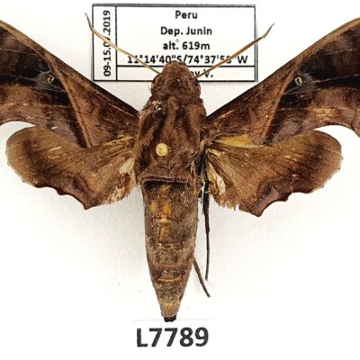 Sphingidae, Enyo ocypete, female, A2-, Peru