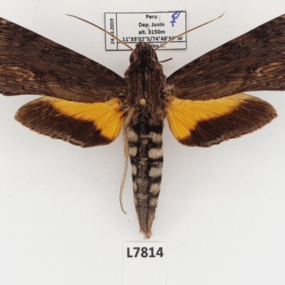 Sphingidae, Erinnyis alope, female, A1, Peru