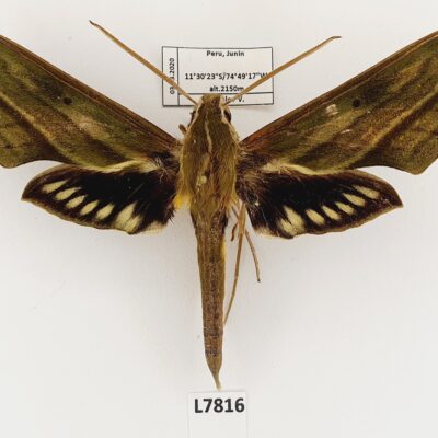 Sphingidae, Xylophanes alexandrei, male, A1-, Peru