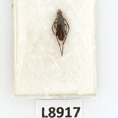 Cerambycidae, Stenurella nigra maesta, male, A1, Georgia