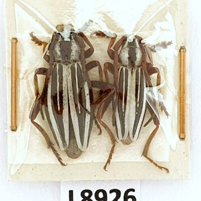 Cerambycidae, Dorcadion politum, pair, A1, Kazakhstan