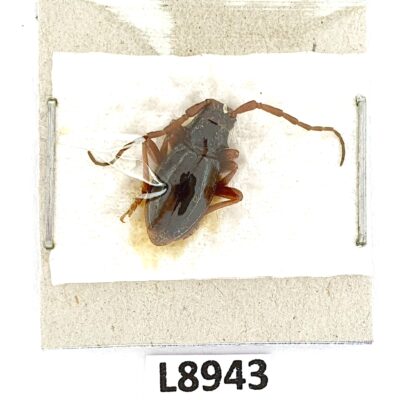 Cerambycidae, Eodorcadion lutschniki bicoloratum, male, A1, Russia