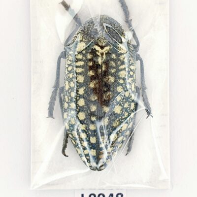 Buprestidae, Julodis klapaleki, 31mm, A1, Iran