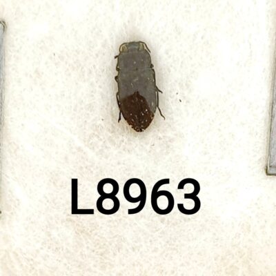 Buprestidae, Anthaxia nigrojubata, A1, Ukraine, Crimea