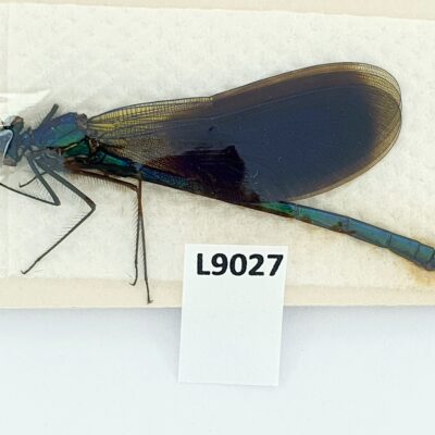 Odonata, Calopteryx sp., male, A1, Ukraine