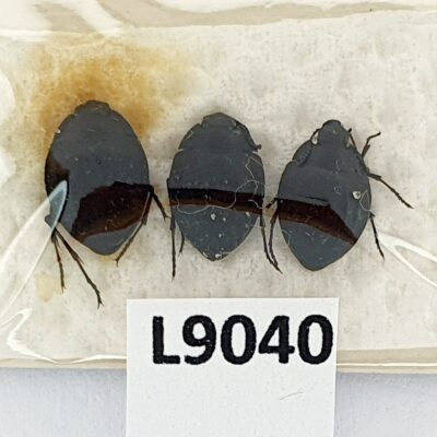 Tenebrionidae sp., 3 ex., A1, Namibia