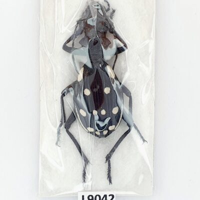 Carabidae, Anthia duodecimguttata, A1, 38mm., Iran