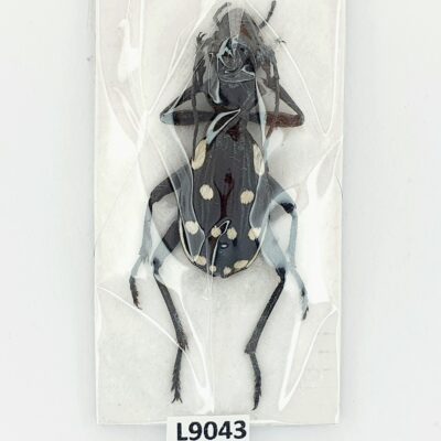 Carabidae, Anthia duodecimguttata, A1, 34 mm., Iran
