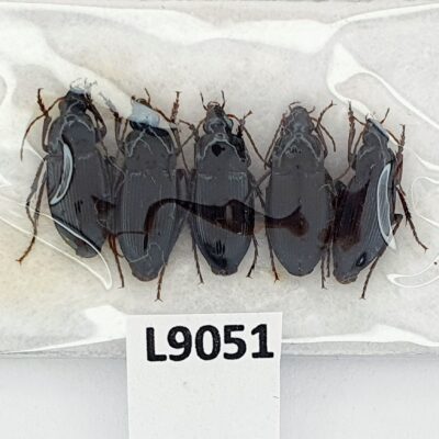 Carabidae, Calathus fuscipes, 5 ex., A1, Ukraine