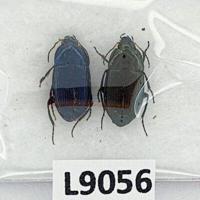 Carabidae, Amara montivaga, 2 ex., A1, Ukraine