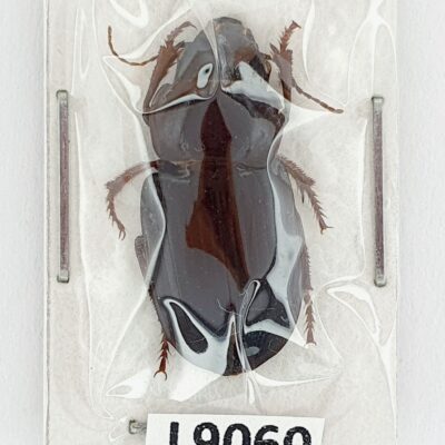 Carabidae, Acinopus ammophilus, A1, Azerbaijan