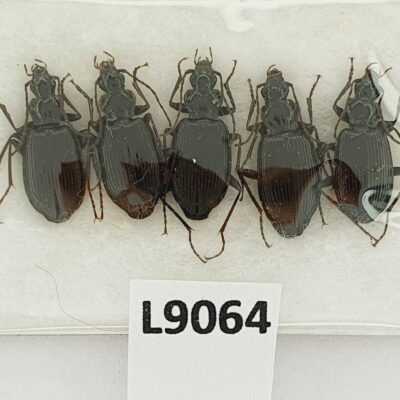 Carabidae, Platynus assimilis, 5ex., A1, Ukraine