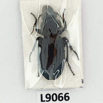 Carabidae, Abax schueppeli schueppeli, A1, Ukraine