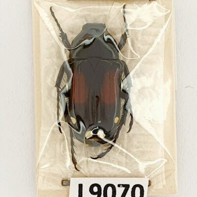 Scarabaeidae, Pygora ornata, A1, Madagaskar