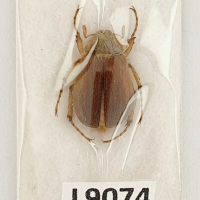 Scarabaeidae, Holochelus pilicollis pilicollis, male, A1, Ukraine, RARE