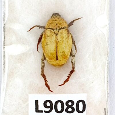 Scarabaeidae, Hoplia africana, A1, Morocco