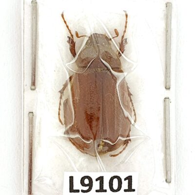 Scarabaeidae, Miltotrogus vernus, A1, Ukraine