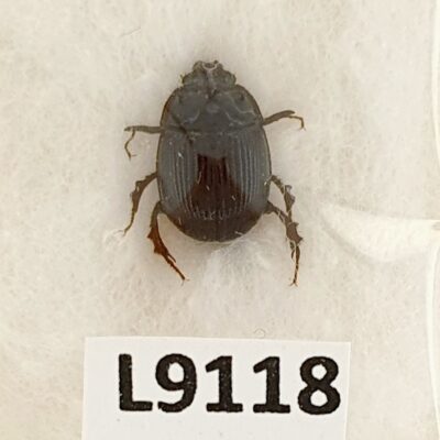 Scarabaeidae, Odonteus armiger, A1, Ukraine