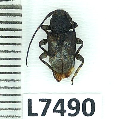 Cerambycidae, Myoxinus pictus, female, A1-, Peru