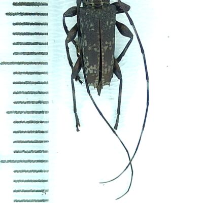 Cerambycidae, Colobothea lucaria?, male, A1-, Peru