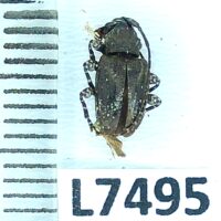 Cerambycidae sp., B, Peru, L7495 - Imagen 2