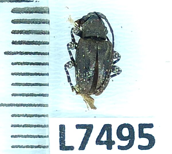 Cerambycidae sp., B, Peru, L7495