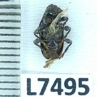 Cerambycidae sp., B, Peru, L7495 - Imagen 3