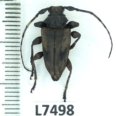 Cerambycidae sp., female, A1-, Peru, L7498