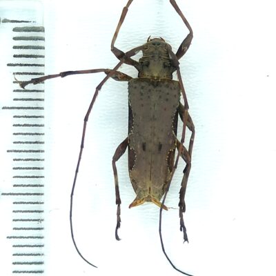 Cerambycidae sp., male, A1-, Peru, L7499