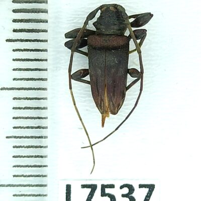 Cerambycidae sp., male, A1-, Peru, L7537