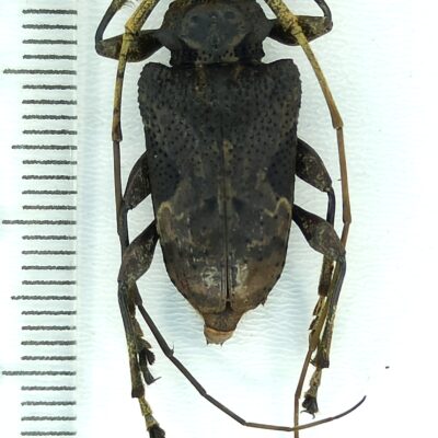 Cerambycidae sp., male, A1, Peru, L7517